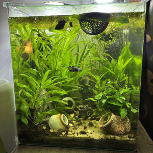 Publication de MamZ-L94