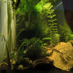 Publication de Aqua85