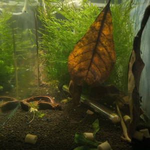 Publication de Aqua85