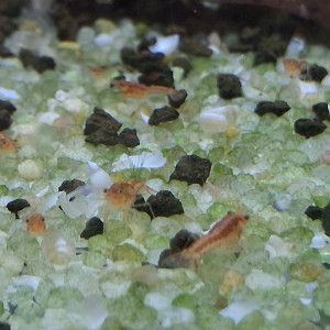 Publication de PORTELLI