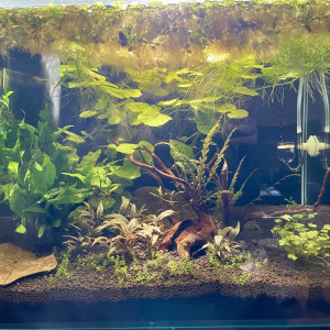 Publication de Scylla_59