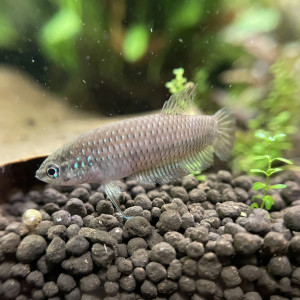 Publication de Scylla_59