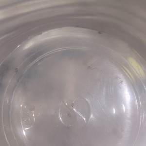 Publication de Flo83