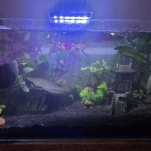 Publication de Laurene27