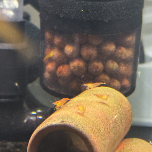 Neocaridina Orange Sunkist