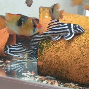 Publication de Aquarius.0103