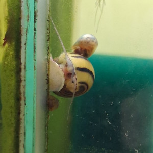 Publication de PORTELLI