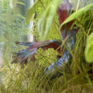 Publication de Tayrox