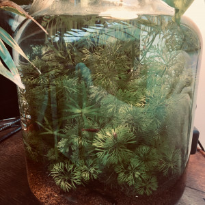 Publication de Gacho