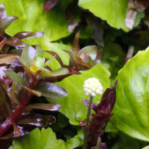 Publication de Loran