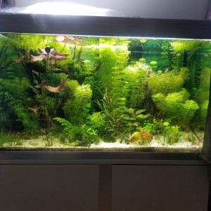 Publication de Argael