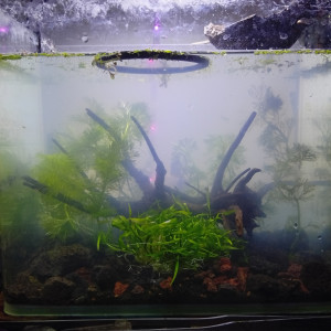 Publication de LilithLisa