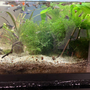 Aquarium amazonien eau chaude