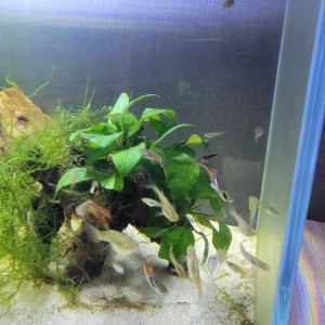 vends guppys endlers