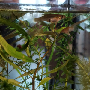 Publication de Orion07