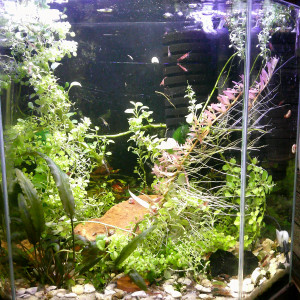 Publication de bryce