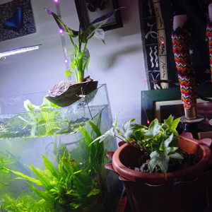 Publication de LilithLisa