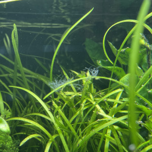 Publication de Molac