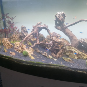 Publication de Barbu62