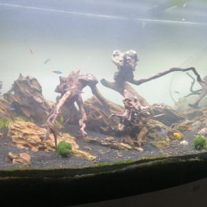 Publication de Barbu62