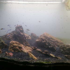 Publication de Barbu62