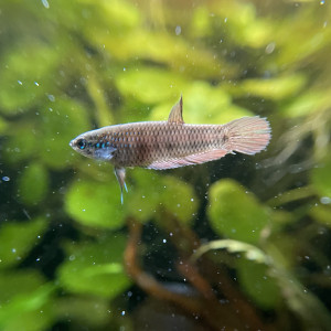 Publication de Scylla_59