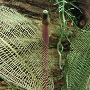 Publication de STK54