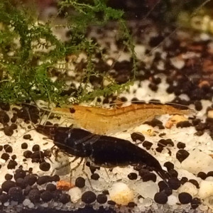 Publication de Lalisa_2