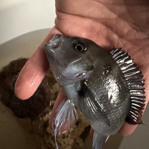 Groupe Frontosa formé