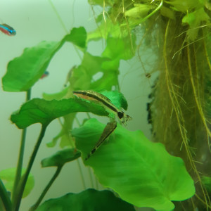 Publication de Anubiadamidum