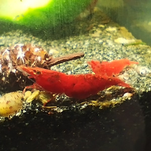 Publication de Olivier1977