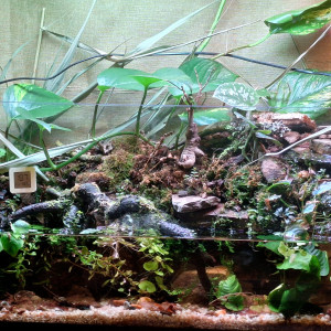 Paludarium
