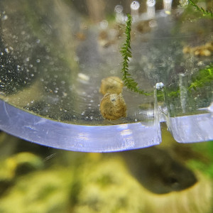 Publication de Natu9110