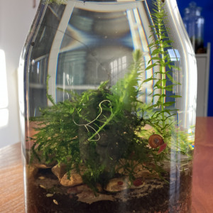 Jarrarium