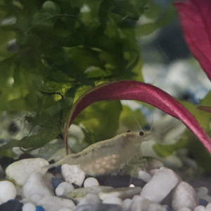 Publication de Natu9110