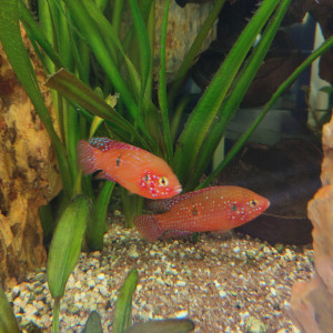 Hemichromis Lifallili