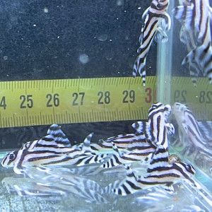 Publication de Aquarius.0103