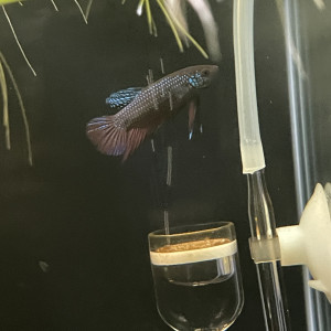 Publication de Scylla_59