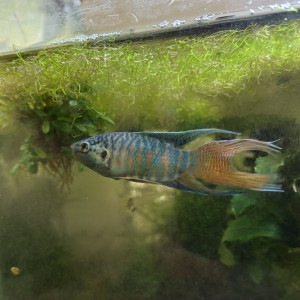 Macropodes opercularis