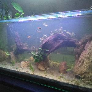 Publication de J2f.aqua