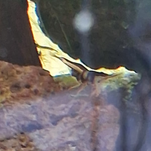 Publication de PORTELLI