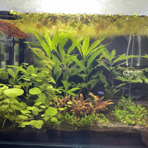 Publication de Scylla_59