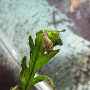 Donne escargot physa