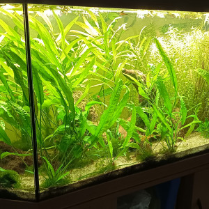 Publication de imhotep