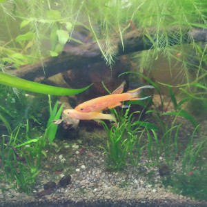 Publication de lolo95