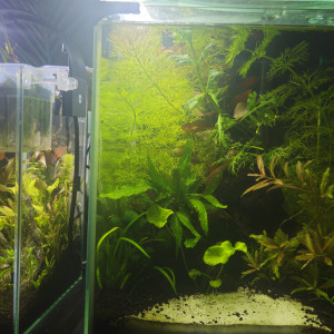 Plantes aquarium