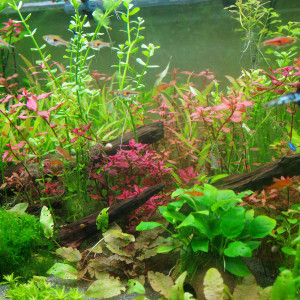 Publication de Ramirezi89