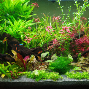 Publication de Ramirezi89