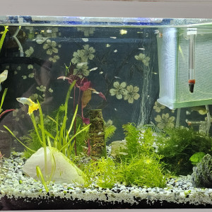 Guppy cory et rili orange