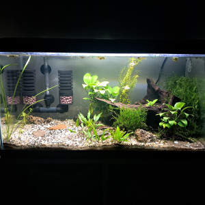 Ciao 60l neocaridina blue velvet